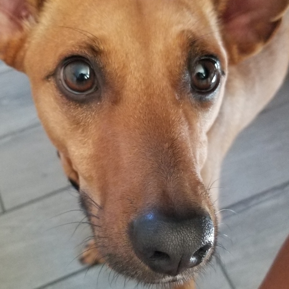 Doggy